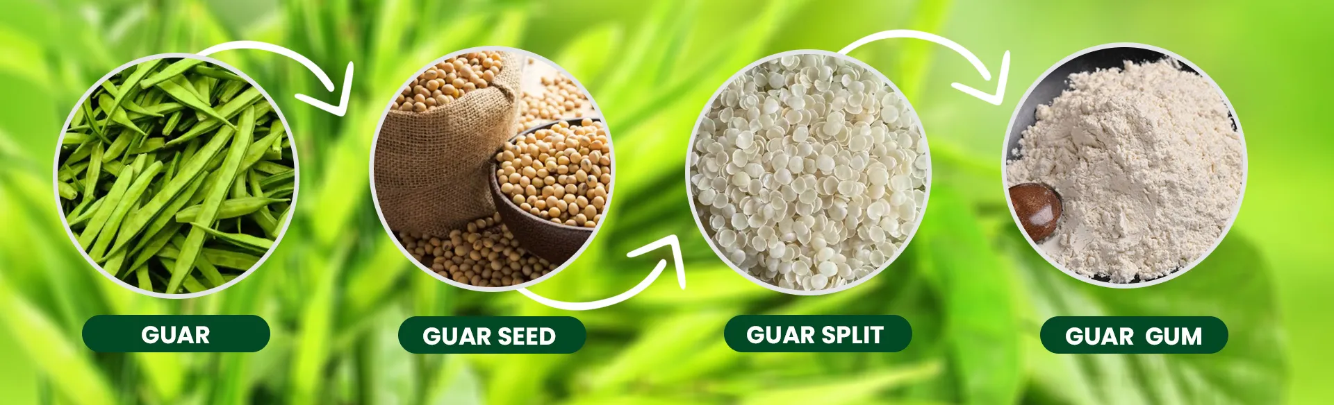 Renaid Global - Guar Gum Powder 1 Renaid Global - Guar Gum Process