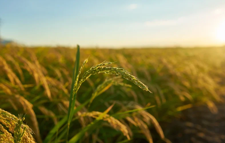 Guar Gum Powder Supplier for AgricultureIndustry in USA Guar Gum Powder Supplier for Agriculture Industry in USA