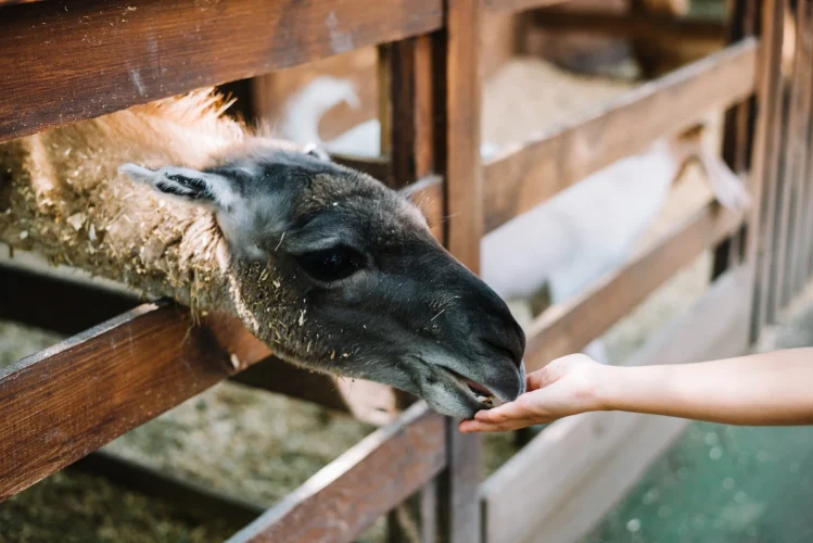 Guar Feed Supplier for Animal Feed in USA Guar Feed Supplier for Animal Feed in USA